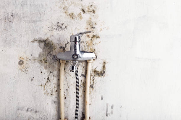 Best Toxic Mold Removal  in Johnstonville, CA