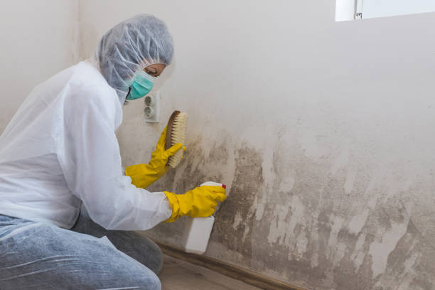 Best Mold Testing  in Johnstonville, CA