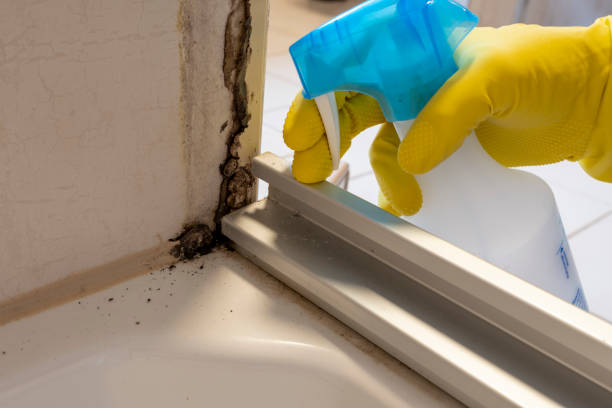 Best Fast Mold Removal  in Johnstonville, CA