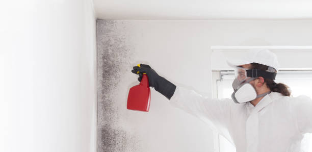 Best Certified Mold Removal  in Johnstonville, CA