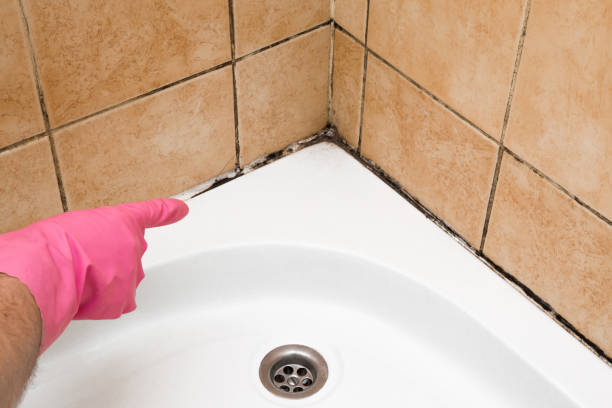 Best Local Mold Removal Service  in Johnstonville, CA